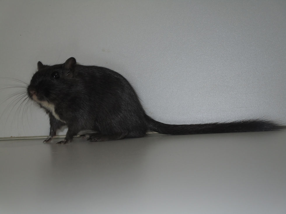 Bagheera 2 - Side.JPG