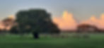Deer on farm.jpg