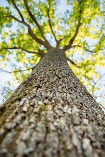 THE OAK