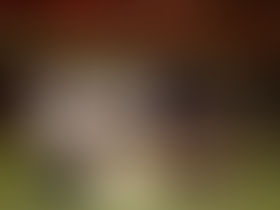 日本フルコンタクト空手道連盟全日本新人戦