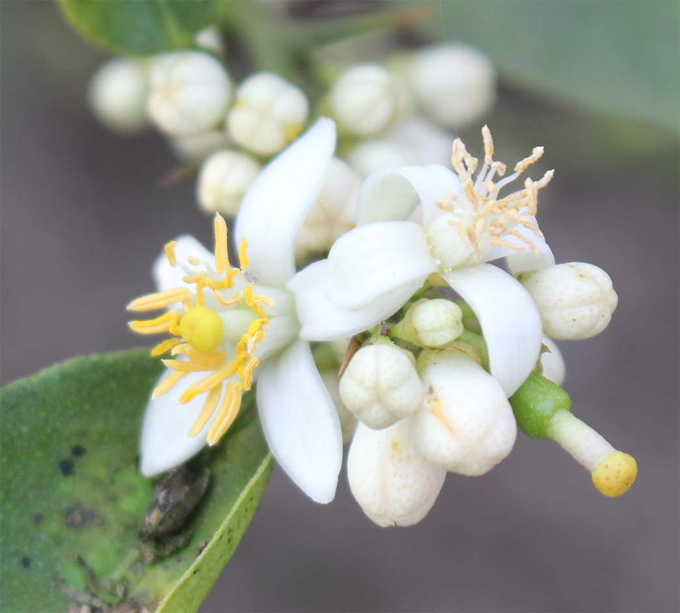 第６４回   レモン