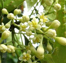 第62回 ニッケイと桂皮