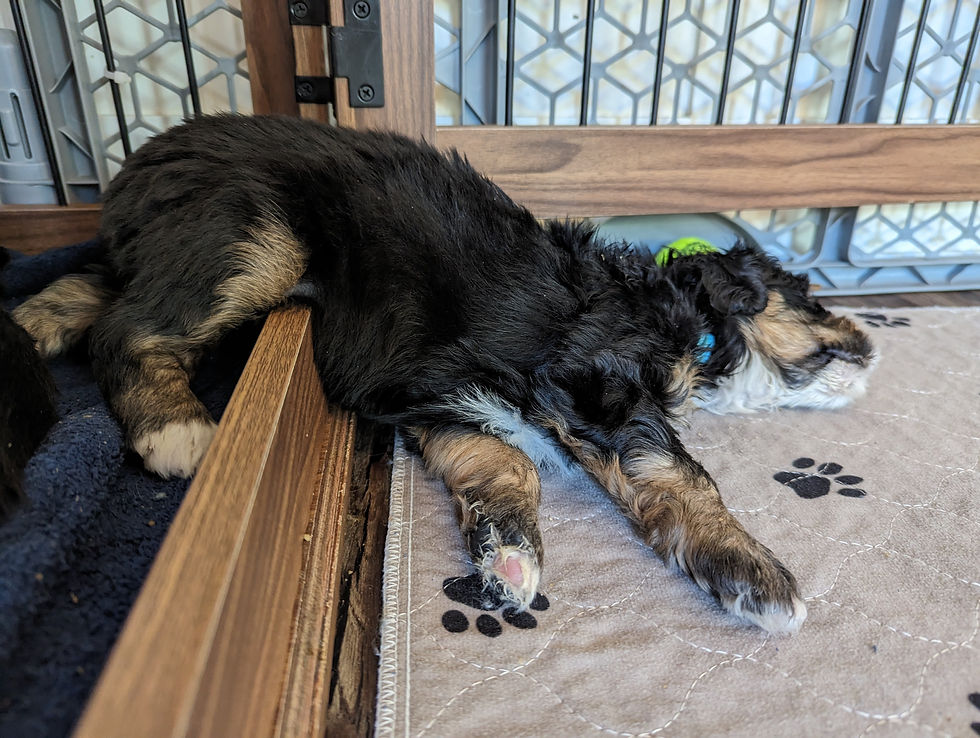 What Every New Pet Owner Should Have to Be Prepared to Care for a New Puppy