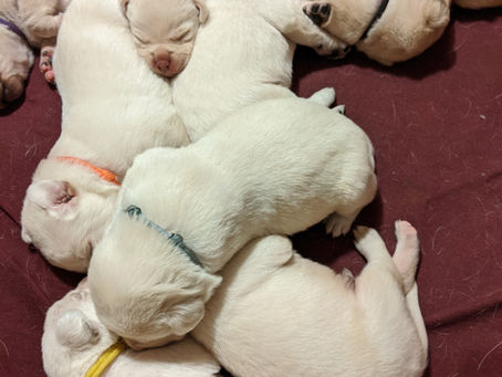 Tempi's litter is 2 weeks old and Ebony's are headed home