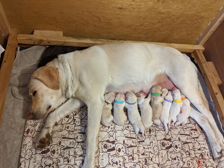 Tempi had 10 pups!