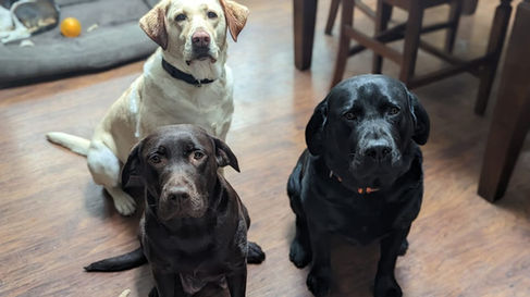 339625662_243657894746349_8356021985547952662_n (1).jpg