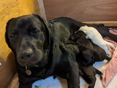 Puppies are two weeks old