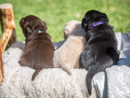 Shawna Folden Photography