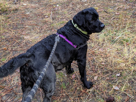 Winter Valley's Black Diamond AKA Ebony