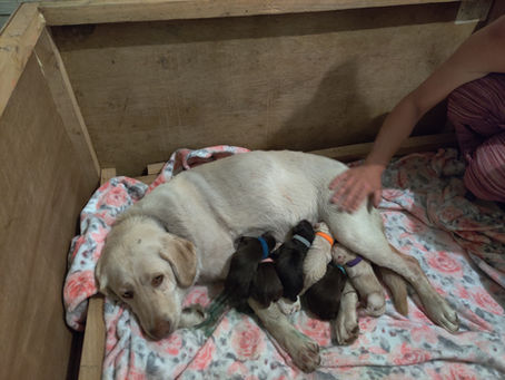 Myrtle's puppies are here