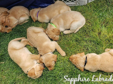 Sapphire Labradors has 2 males available
