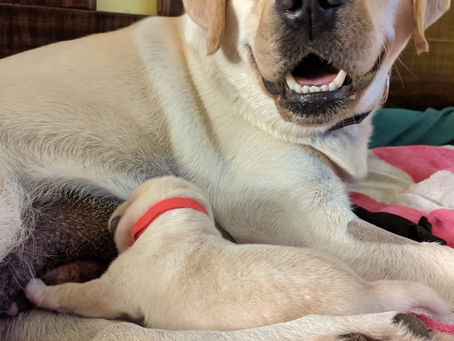 Winnie is home and feeling better!