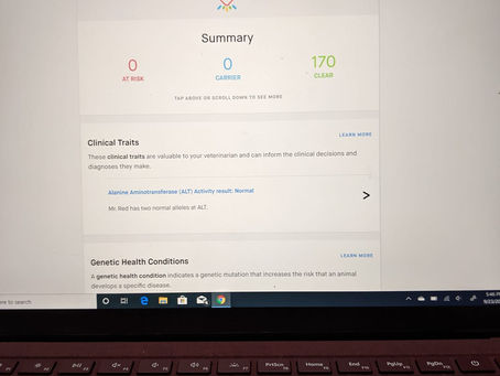 Embark DNA test results for Mr. Red