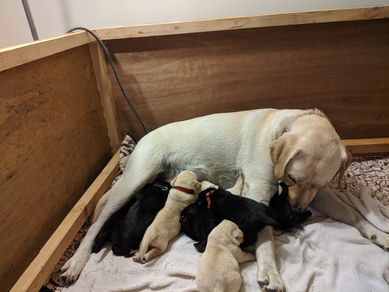 Winnie's pups are one week old