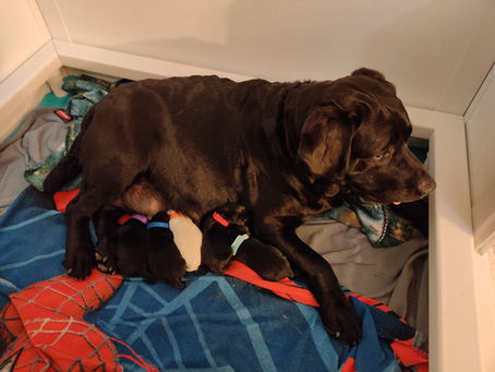 Ebony is having puppies