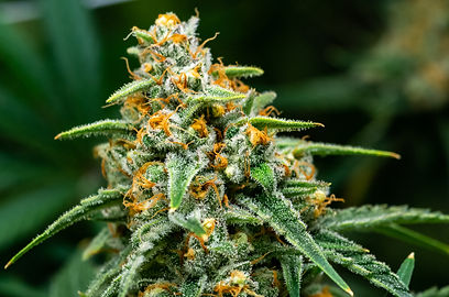 Mango Indica Weed Strain