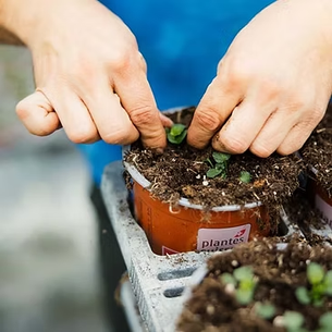 Gärtner Café: Gemüse im Hochbeet