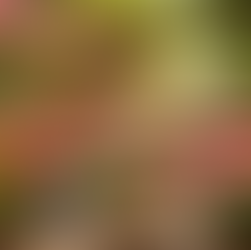 Gärtner Café: Geheimnisse der Geranien (Pelargonien)