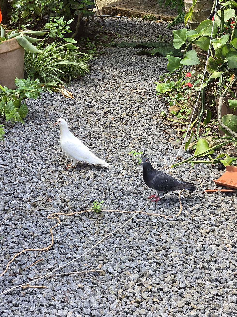 Two pigeons l left behind in Mauritius , Balaram and Krishna.