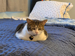 THE LION, THE MOTHER, THE JUNGLE