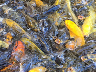 REGRETS FROM A NEOPHYTE