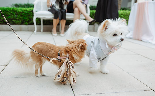 20251101_POUND-PAWS_Intercontinental-Double-Bay_-32.jpg