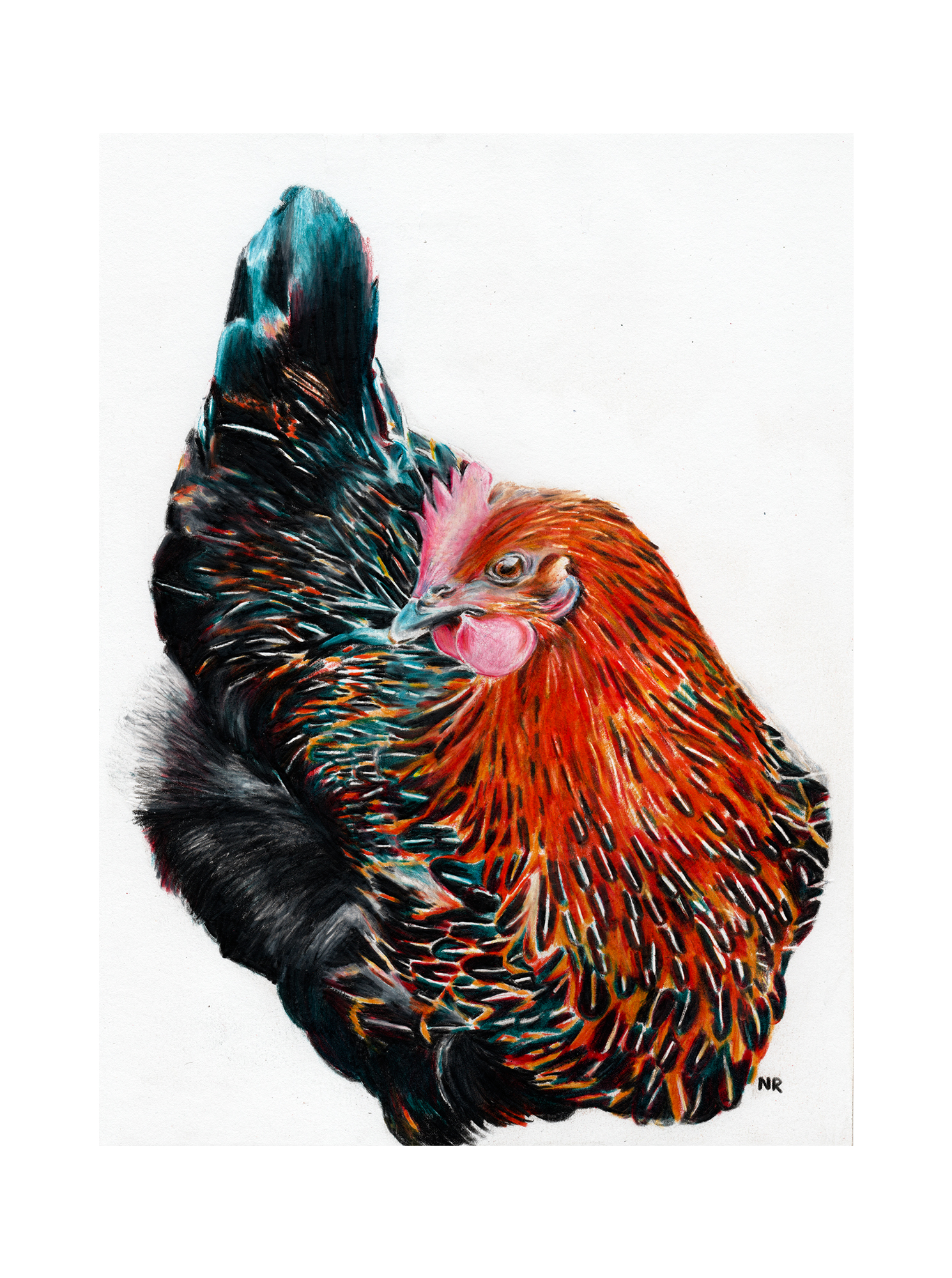 Animal coup de cœur