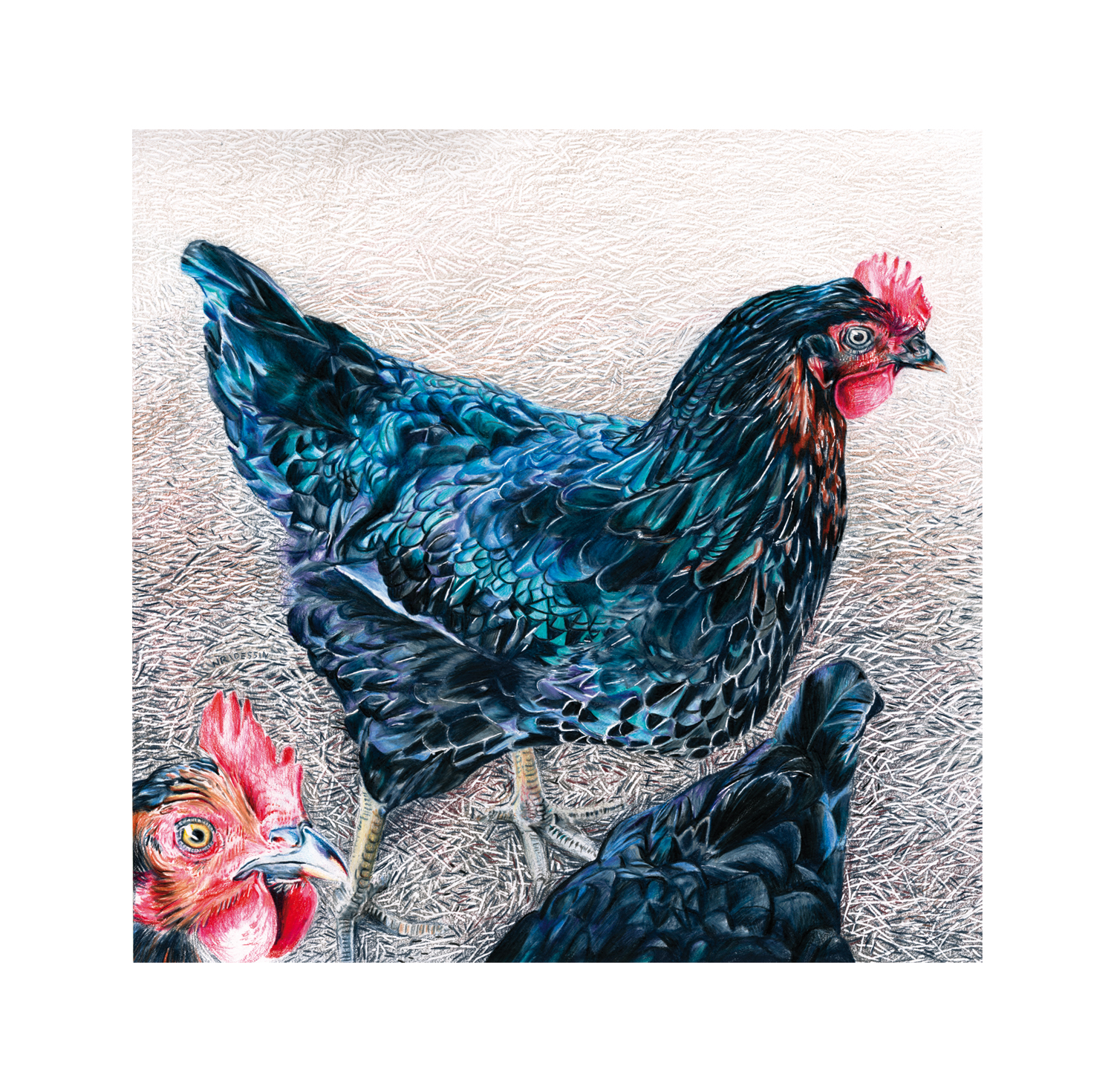 Poules brillantes
