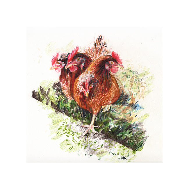 Poule en mouvement