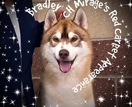 bradley2.jpg