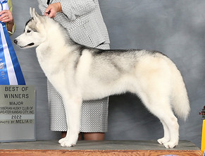 togo wd topeka shira specialty 2022.jpg