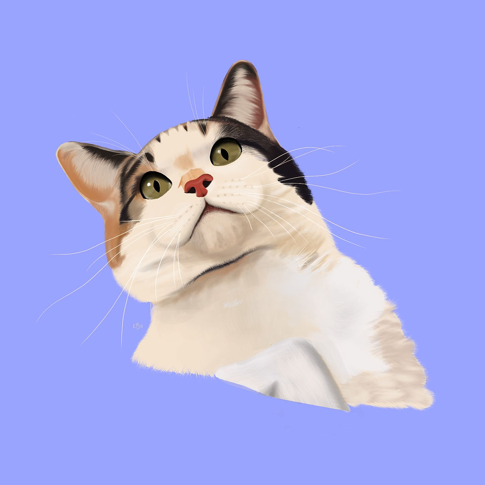 Cat drawing