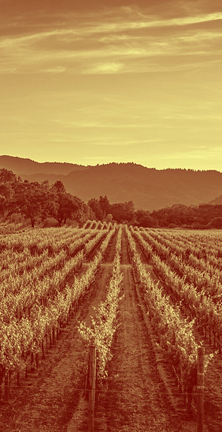 Vineyard_edited.jpg