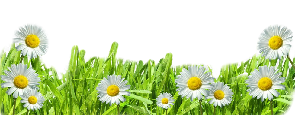 1548468225_grass-98_edited_edited.png