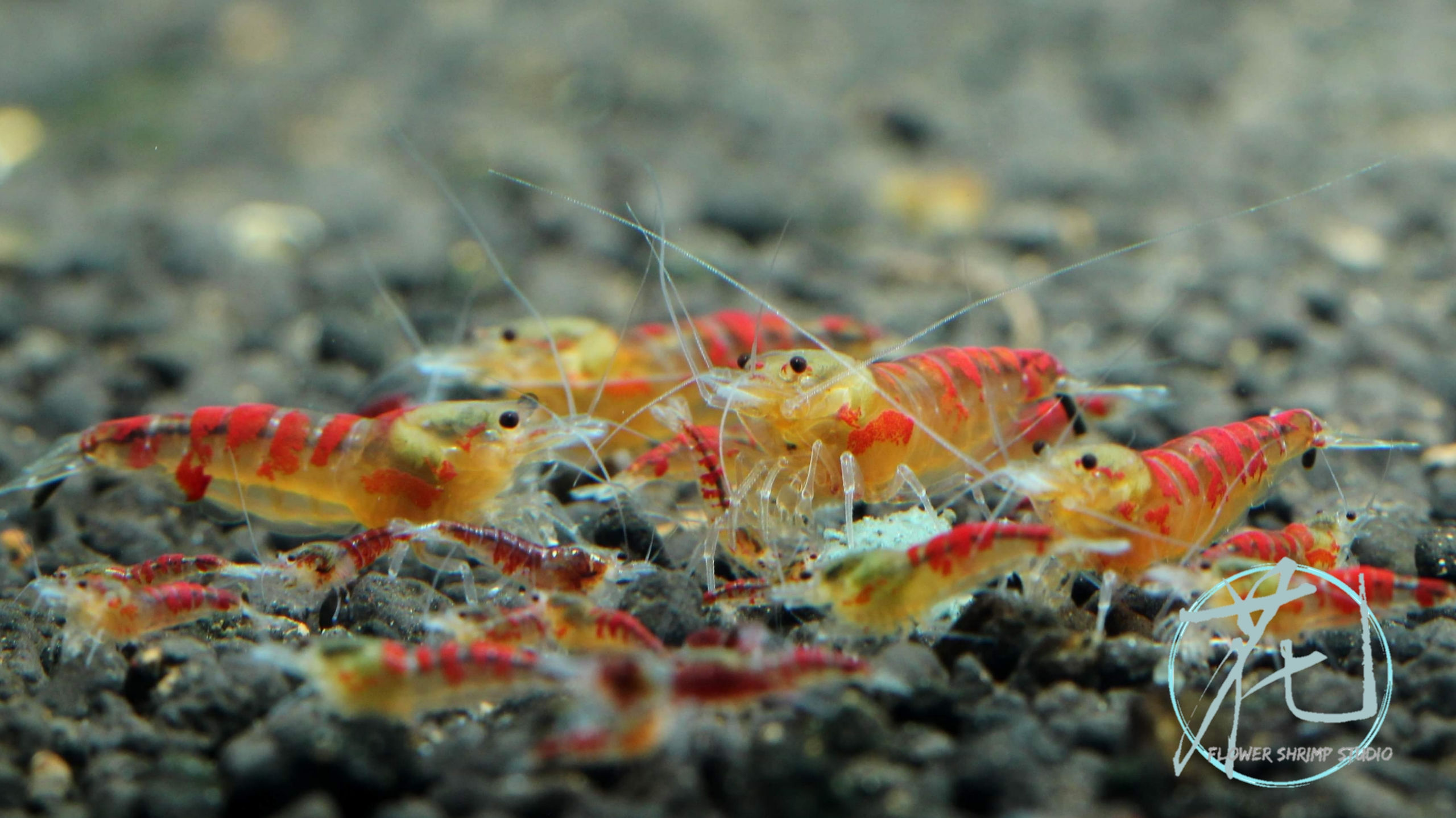 德系紅龍仔 (5隻一組)