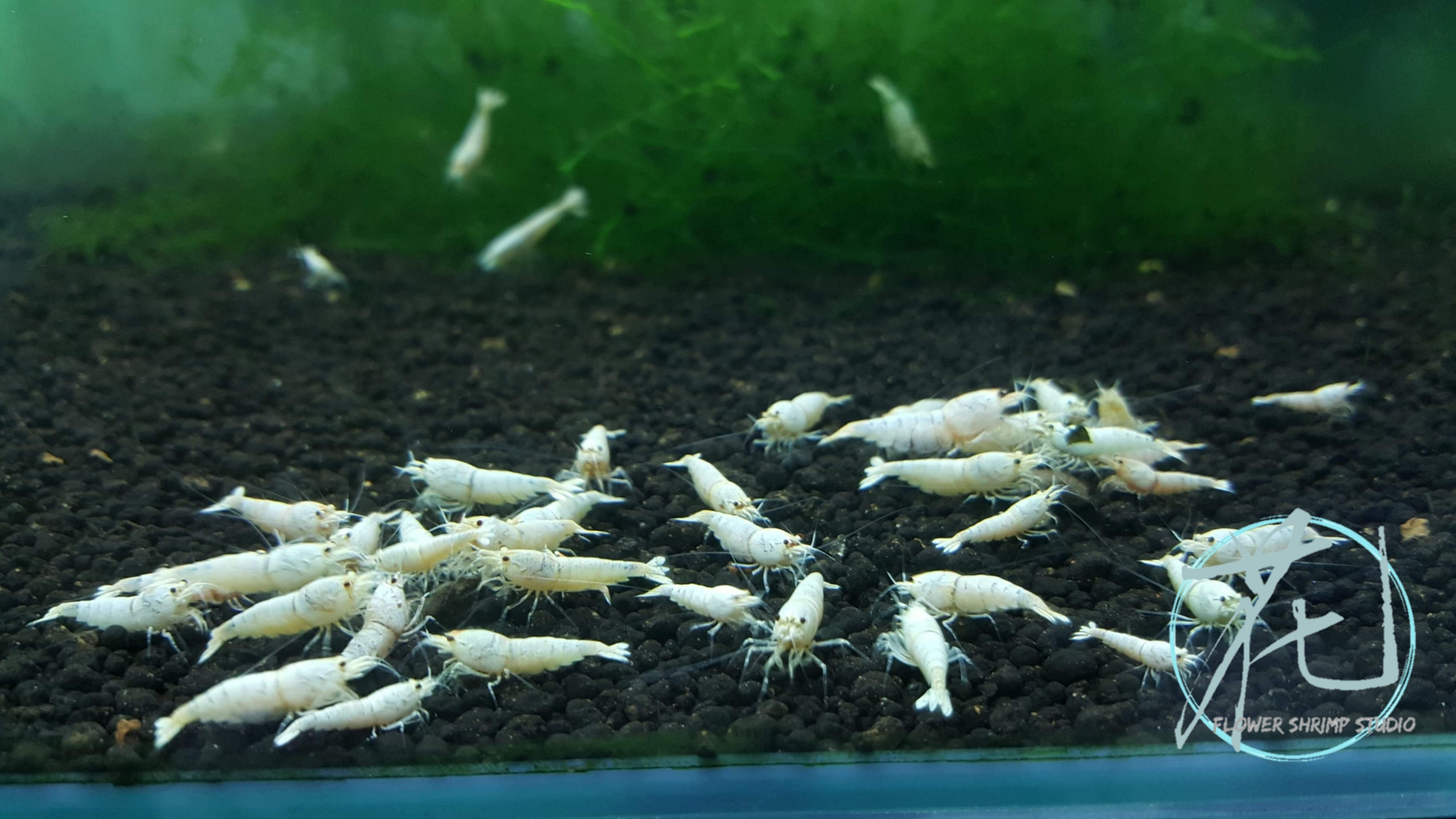 白雪公主仔 (5隻一組)