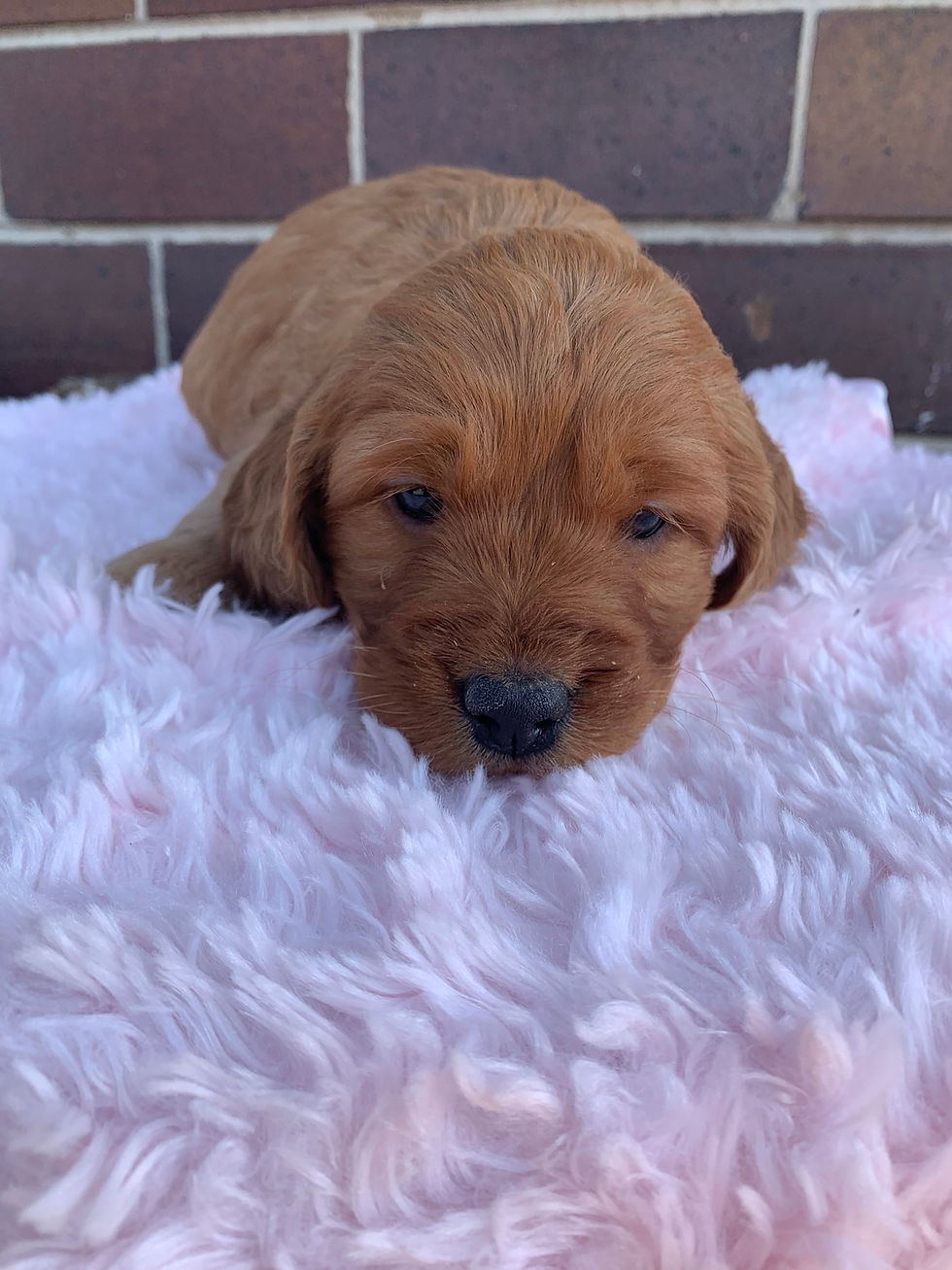 irish_goldendoodle_puppy
