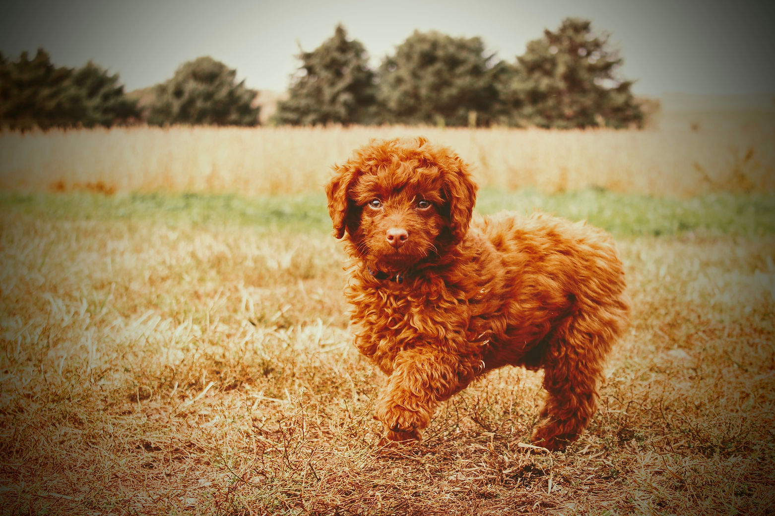 buster-miniature-poodle.jpg
