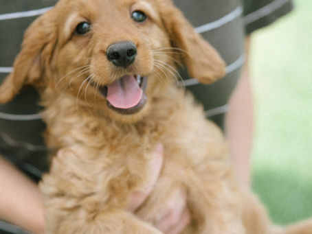 A fluffy Irish Goldendoodle puppy relaxes in loving arms, showcasing its adorable curly coat and gentle eyes. - Dutch Barn Puppies