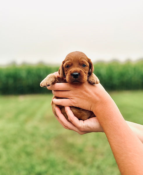 Irish_Goldendoodle_Puppy.jpg