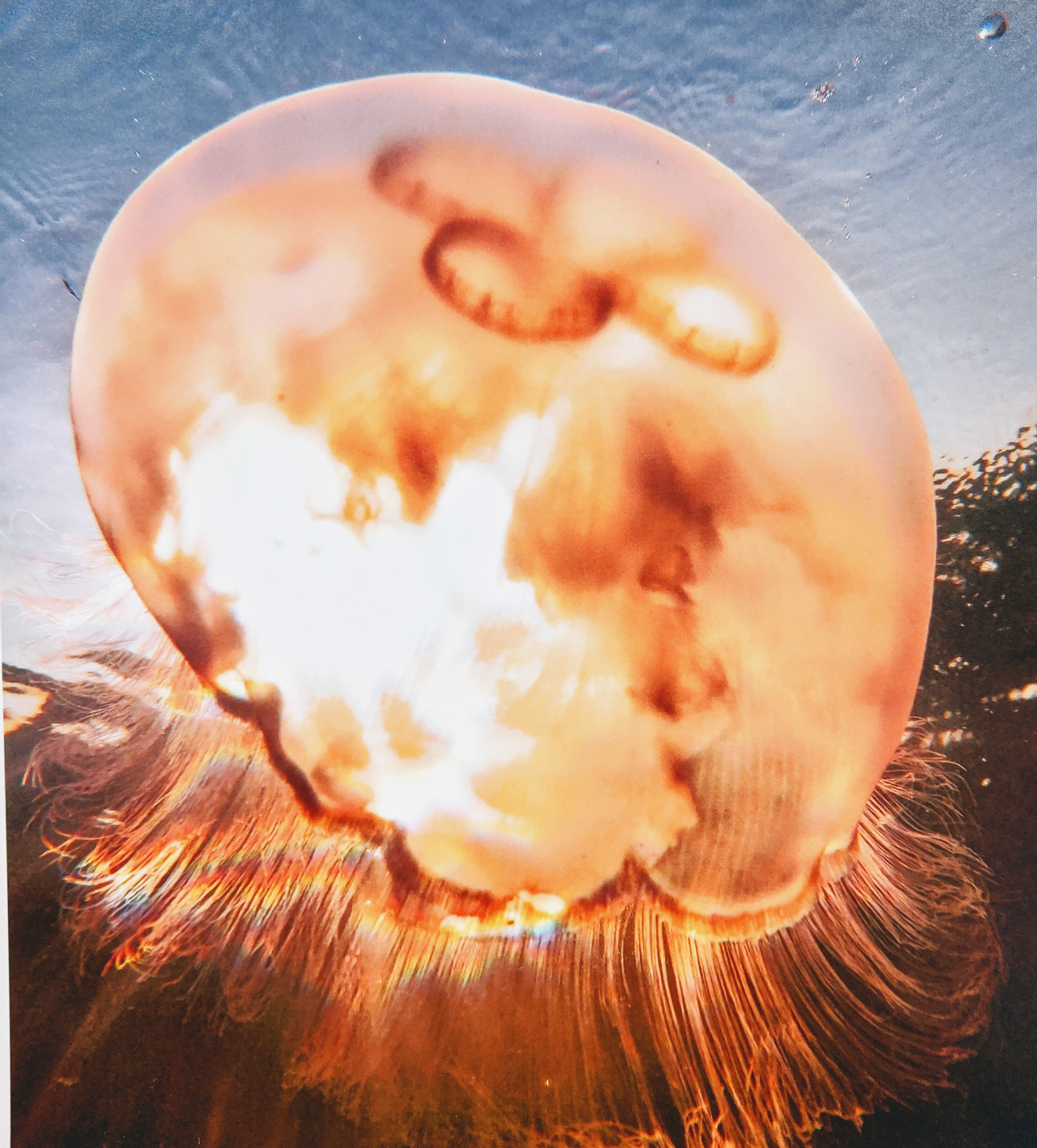 Moon Jelly on board stock (includes wood hanger)