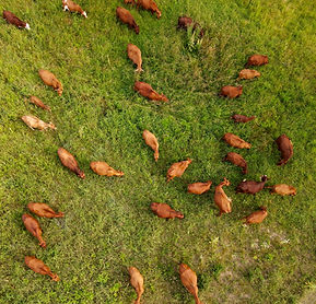 Drone Image of South Poll Cattle Grazing
