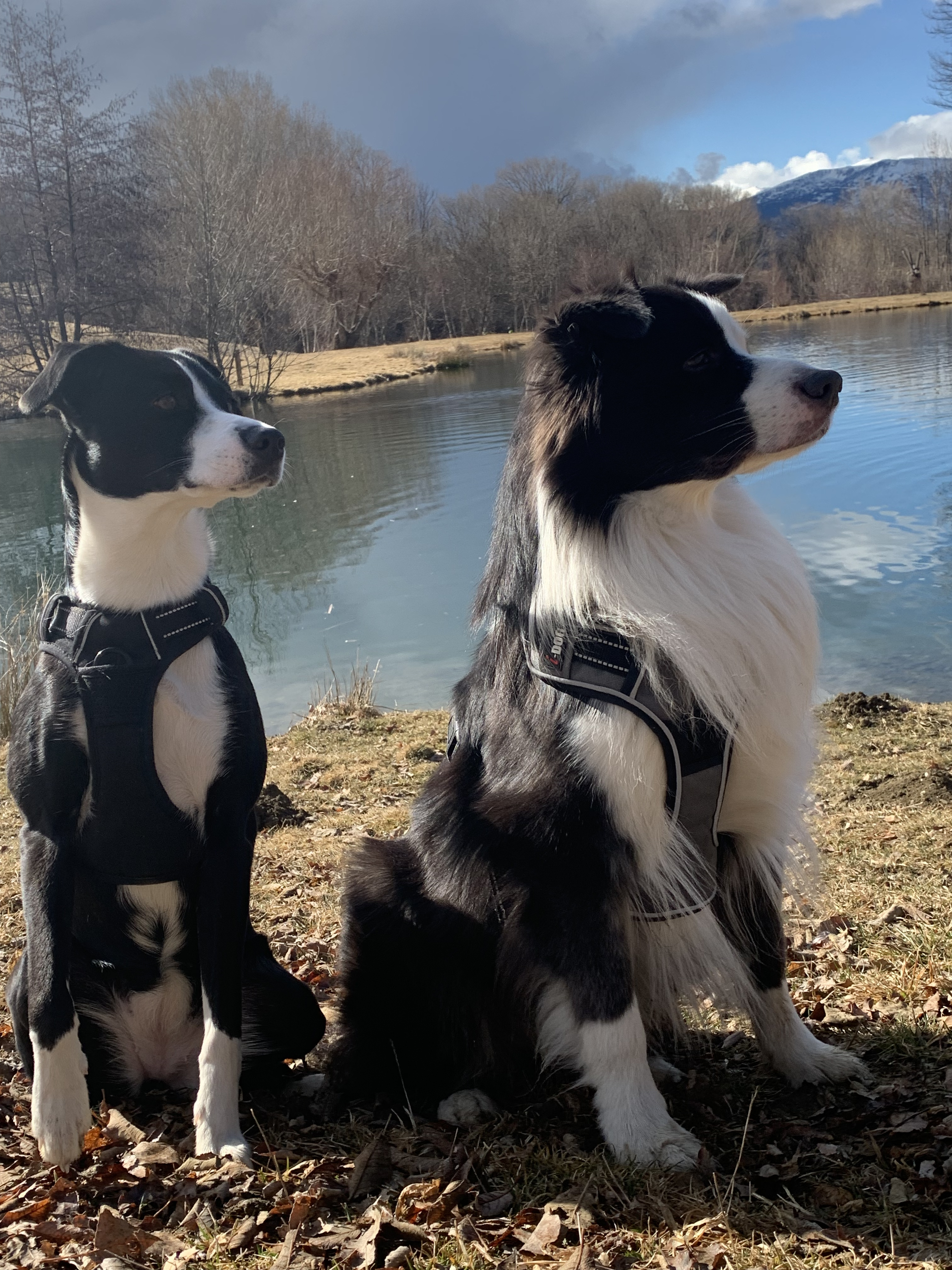 Compagnon à quatre pattes 11