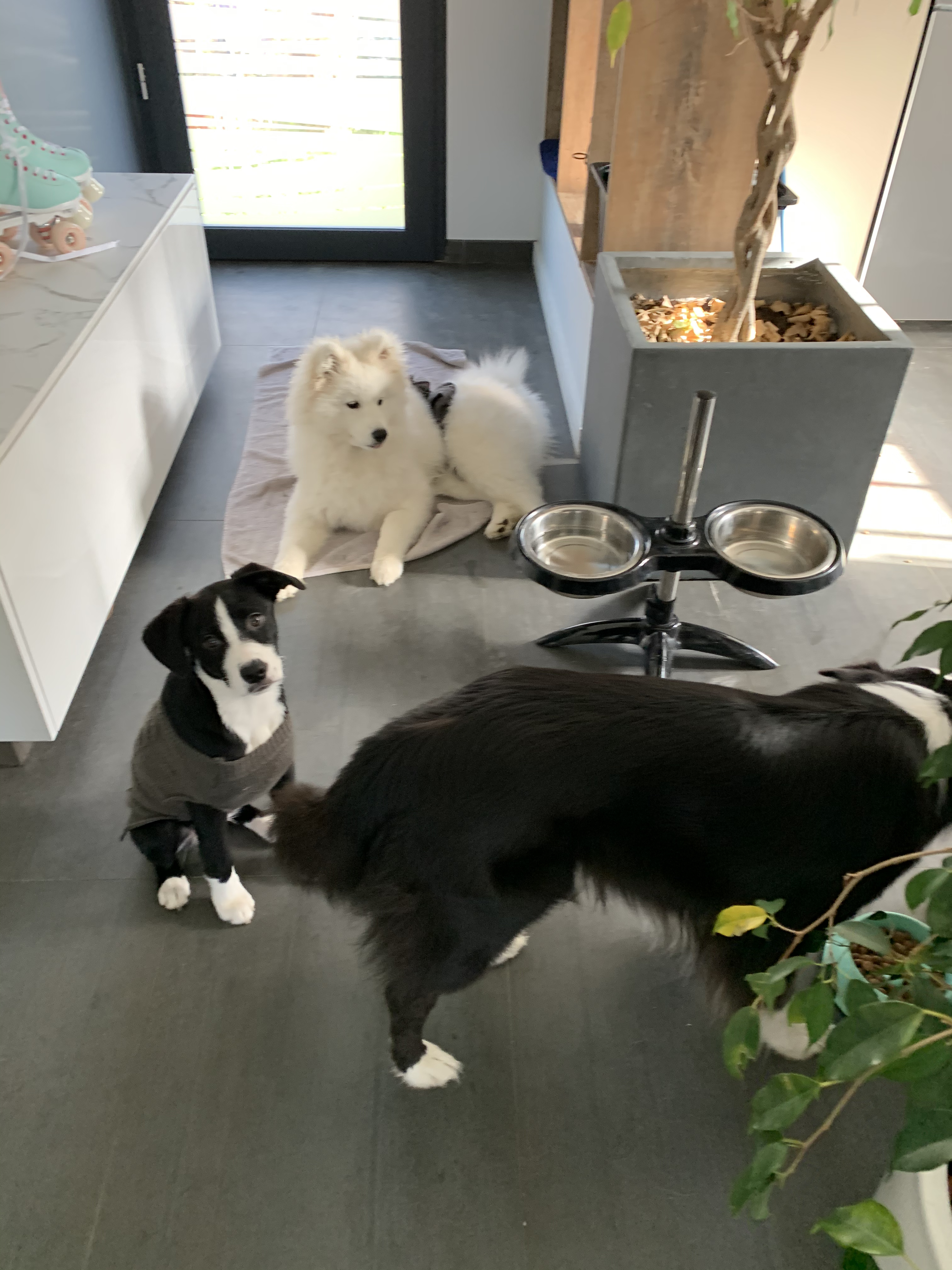 Compagnon à quatre pattes 13