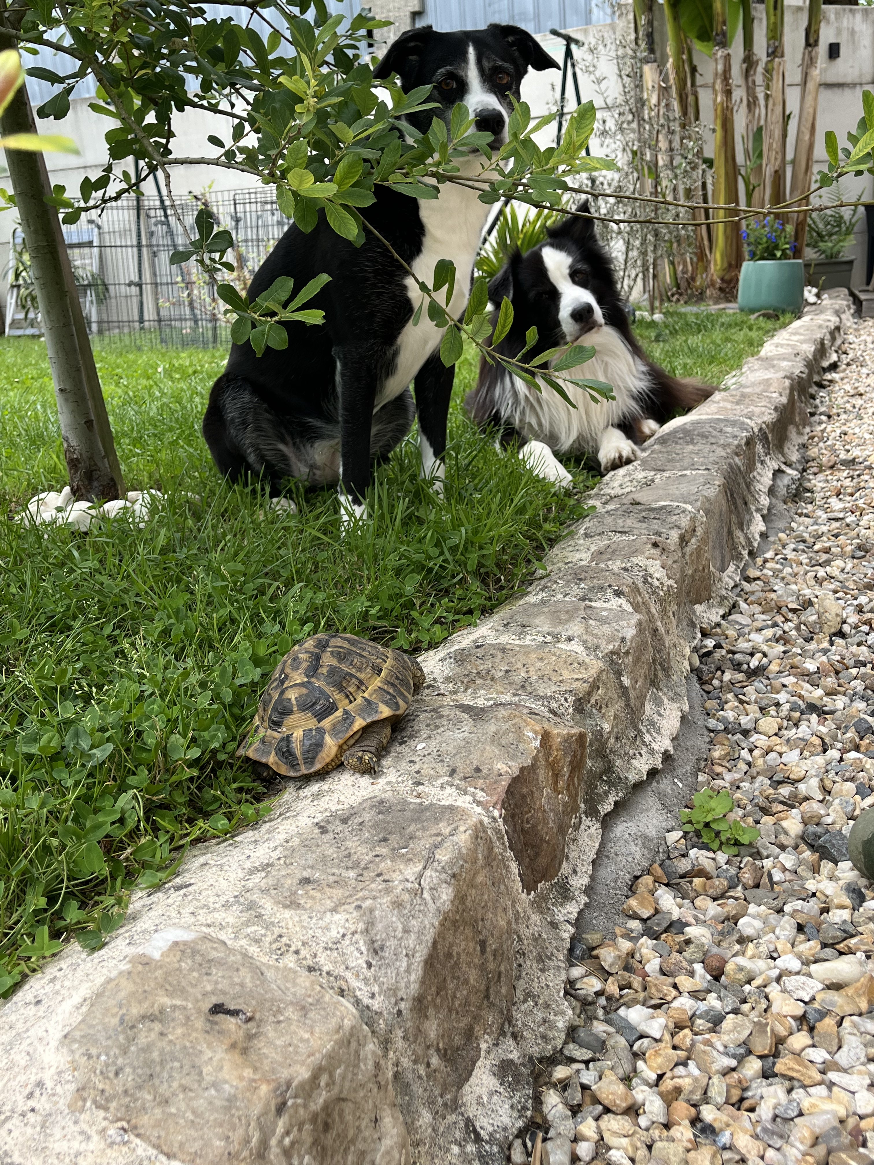 Compagnon à quatre pattes 1