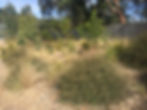 Goodwins Road Reserve 27 Dec 2017