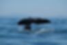 DSCF3457.jpg