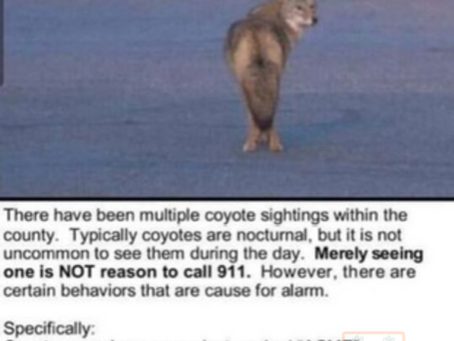 What Coyotes do