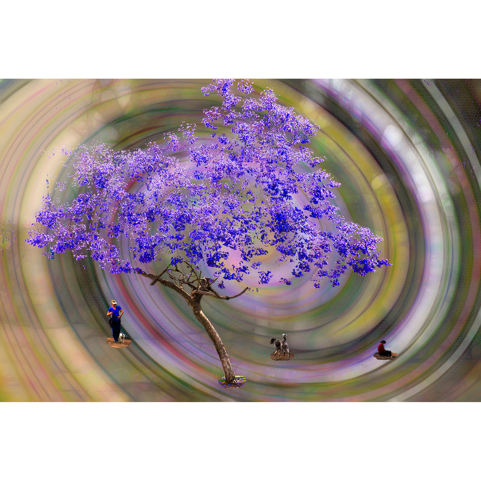 Jacaranda Tree