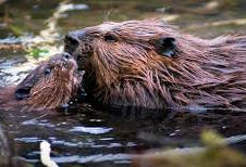 Beavers in the lake